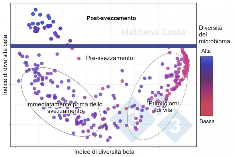 Figura 1. Grafico a dispersione che mostra le associazioni tra la composizione del microbioma dei suini durante i primi giorni di vita (0-7 giorni), immediatamente prima dello svezzamento (21 giorni) e dopo lo svezzamento (100 giorni). Il cambiamento maggiore si osserva tra i campioni pre-svezzamento e post-svezzamento. La diversit&agrave; alfa raggiunge il picco dopo lo svezzamento (indicato come &quot;diversit&agrave; del microbioma&quot;).
